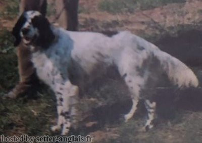 Setter Anglais EDBEL BRILL Setter Anglais EDBEL BRILL